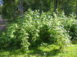 img_3191.jpg
