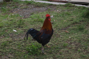img_4784.jpg