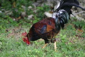 img_4796.jpg