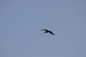 img_4942.jpg