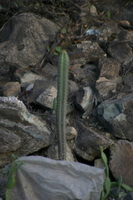 img_5425.jpg