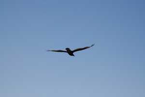 img_6556.jpg
