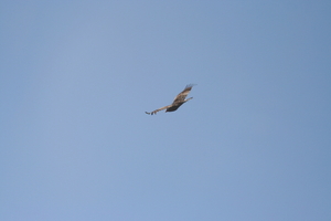 img_6558.jpg