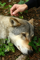 img_9727.jpg