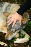 img_9867.jpg