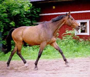 Lilleman p vg till hagen